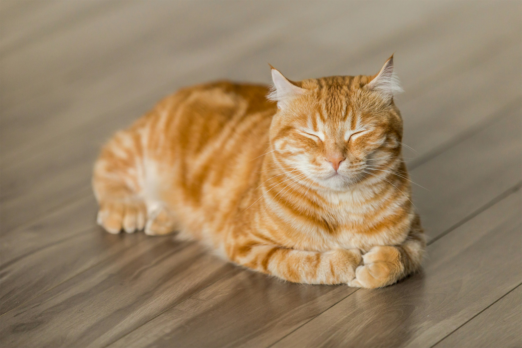 An orange cat sleeping on the floor