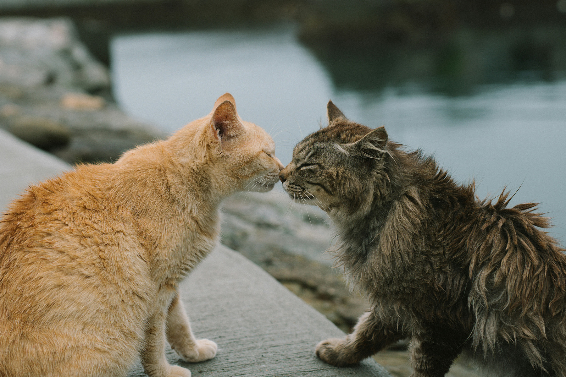 Two cats snuggling
