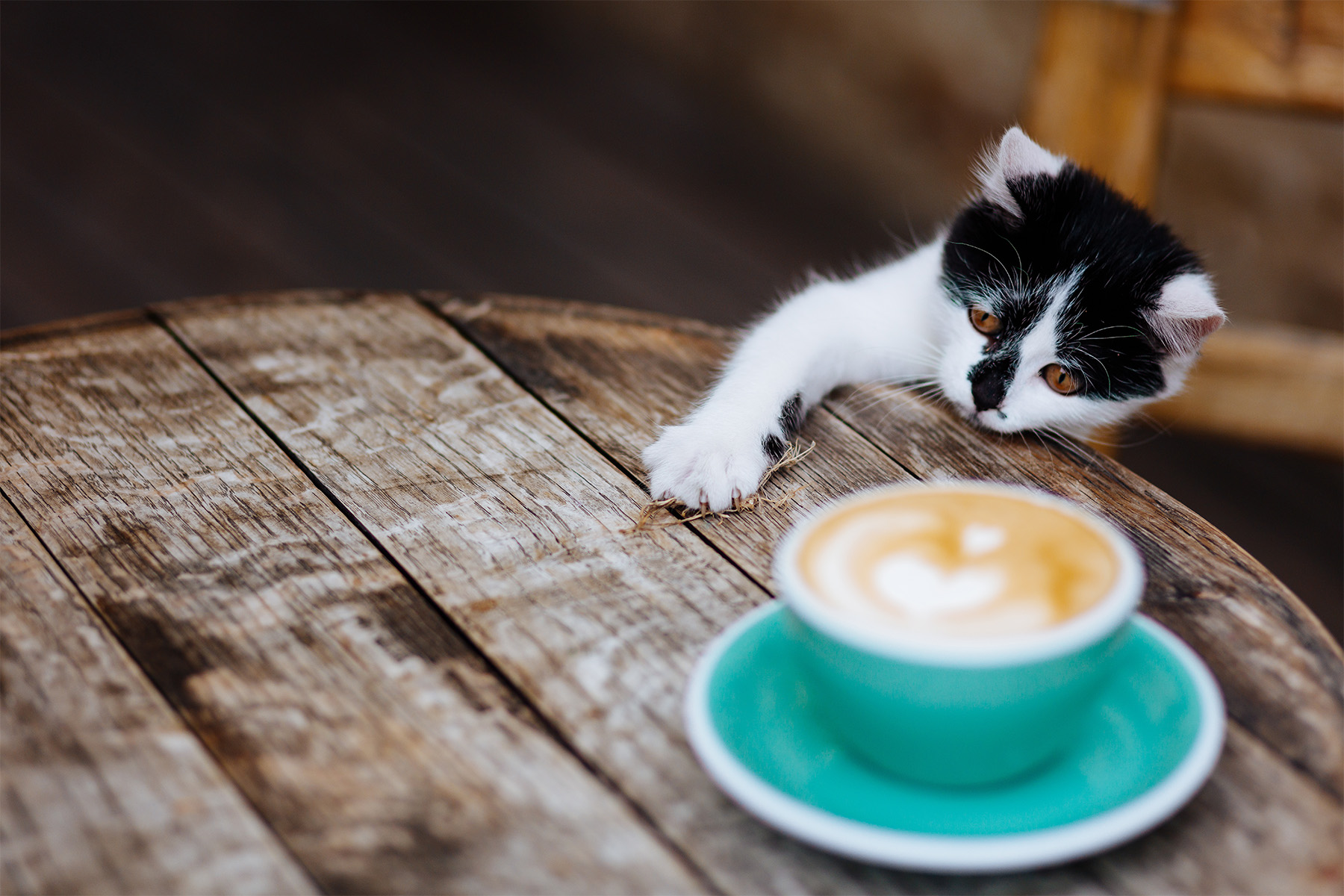 A cat reaching for the coffee
