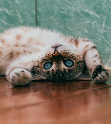 A cat named Biscuit