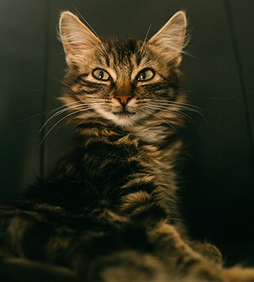 A cat named Biscuit