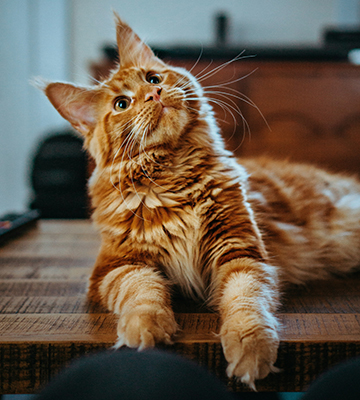 A cat named Biscuit