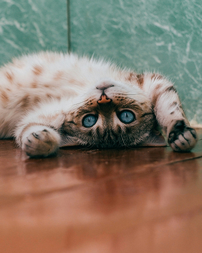 Biscuit