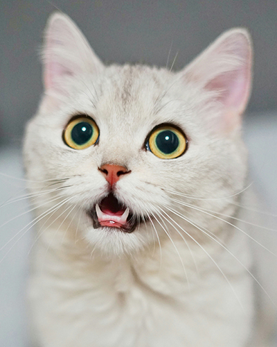 Biscuit