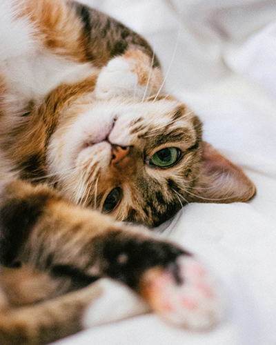 Gracie