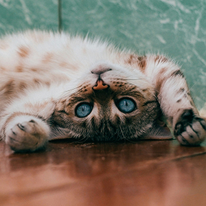 Cat named Biscuit