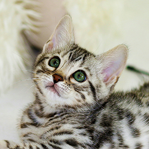 Cat named Georgie