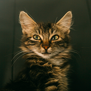 Cat named Gravy