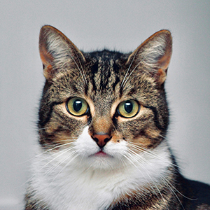 Cat named Major