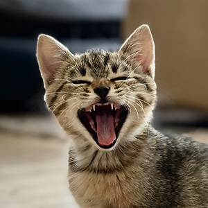 Cat named Skip
