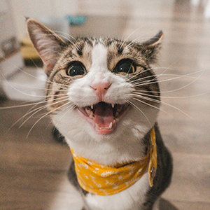 Cat named Theo