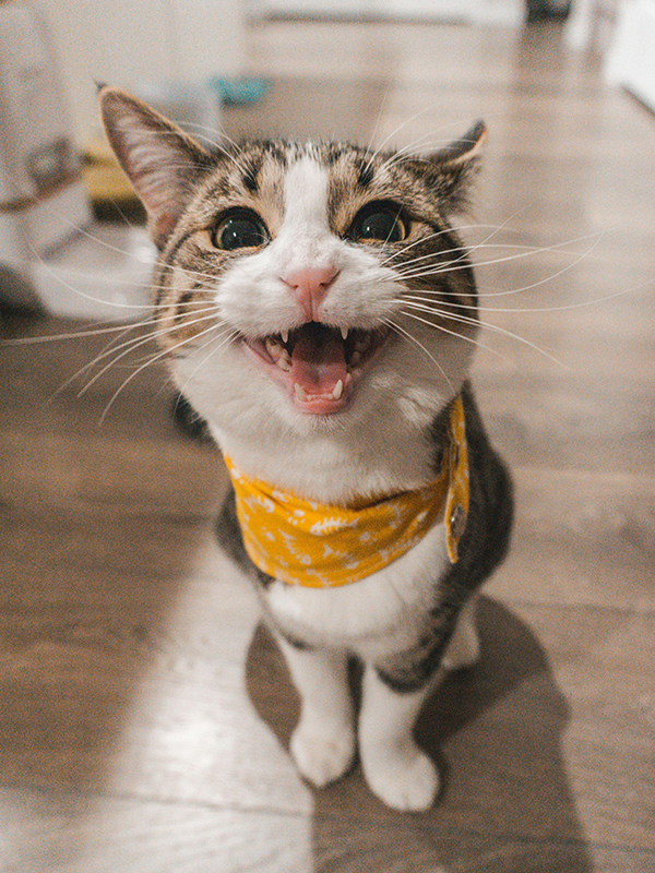 Cat named Theo