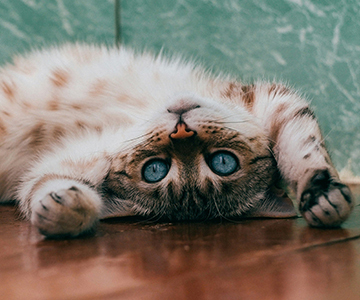A cat named Biscuit