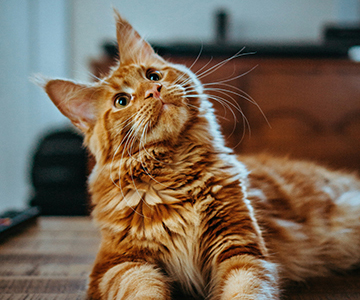 A cat named Tiger