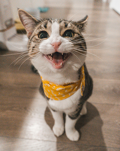 Theo