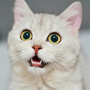 Cat named Freya
