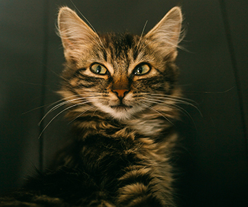 A cat named Gravy