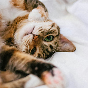Cat named Gracie
