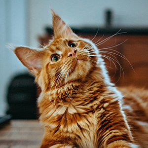 Cat named Tiger