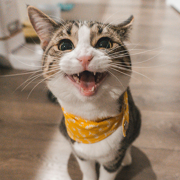 Cat named Theo